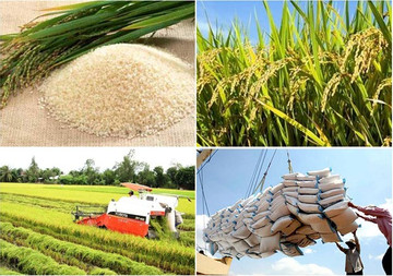 VN rice sector needs stronger linkage chain