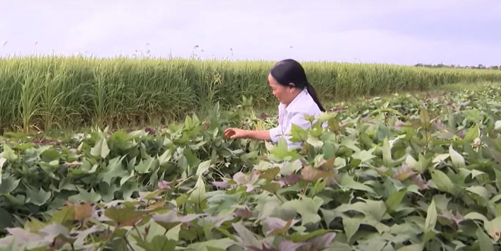 anh bai 17 chuan.jpg