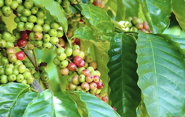 Đắk Lắk khát vọng trở thành thủ phủ cà-phê robusta của thế giới