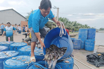Kiến Thuỵ: Nuôi trồng và khai thác thủy hải sản gắn với bảo vệ môi trường