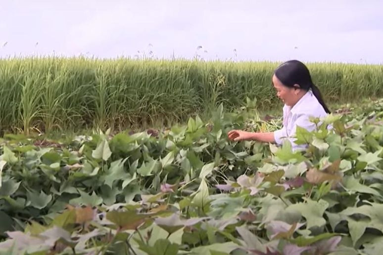 Ngành nông nghiệp Hoà Bình tăng cường thu gom, tái chế chất thải