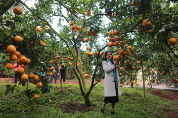 Receiving guests at orchards, farmers are pocketing big profits in agritourism