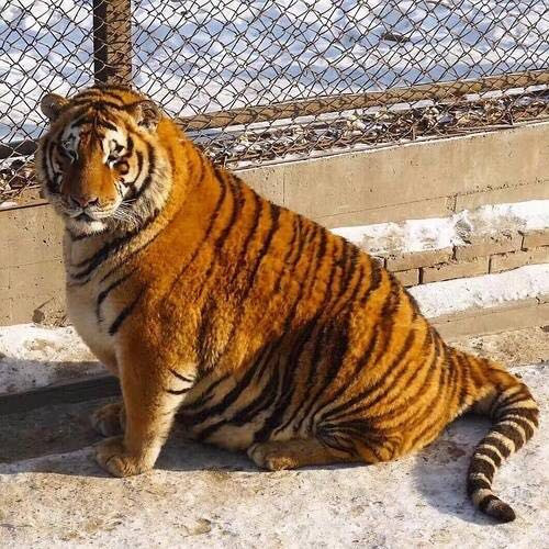 Vấn nạn 'hổ, báo béo phì' ở các vườn thú Trung Quốc
