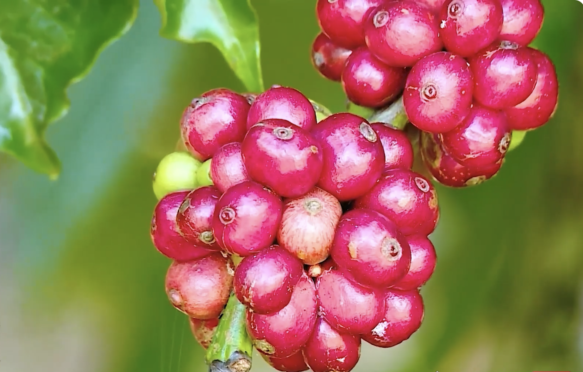 Bà con Giẻ Triêng chuyển đổi từ trồng mì sang trồng cà phê, bời lời, dược liệu