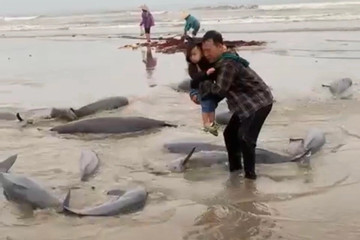 Ngư dân Hà Tĩnh đánh lưới trúng đàn cá lạ nặng gần 1 tấn