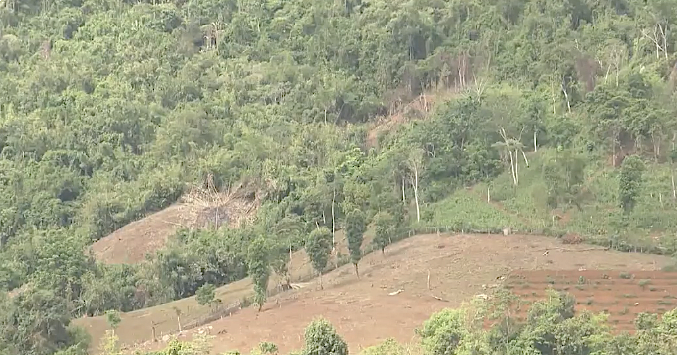 Sustainable forestry economic development in Lai Chau