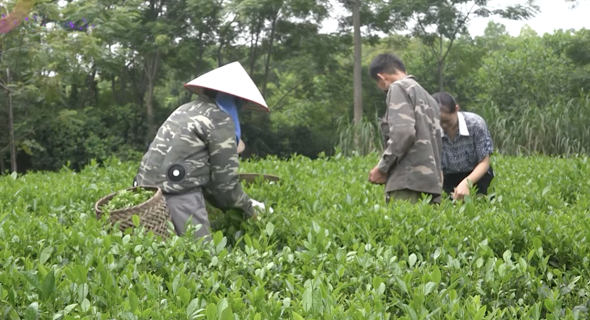 Có đường sá đi lại dễ dàng, bán nông, lâm, thổ sản sẽ được giá hơn