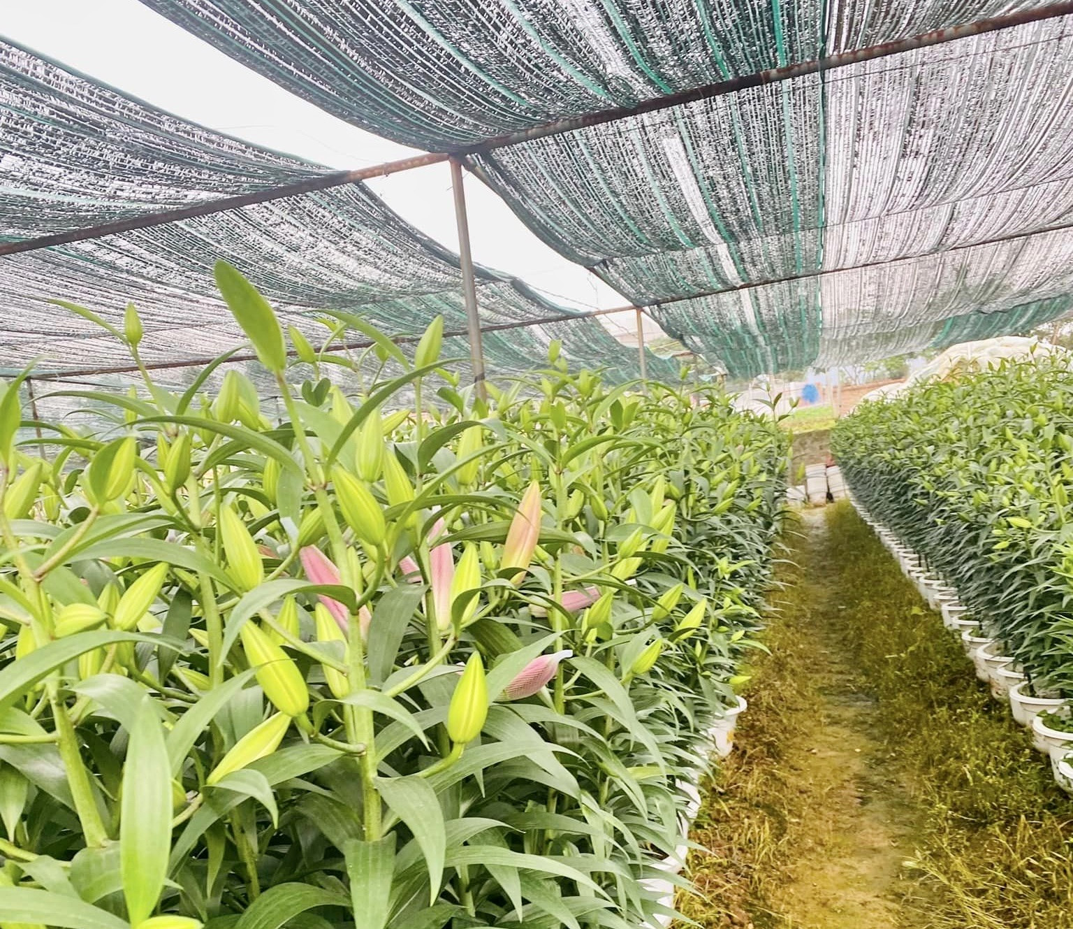 10 nhua nong nghiep.jpg