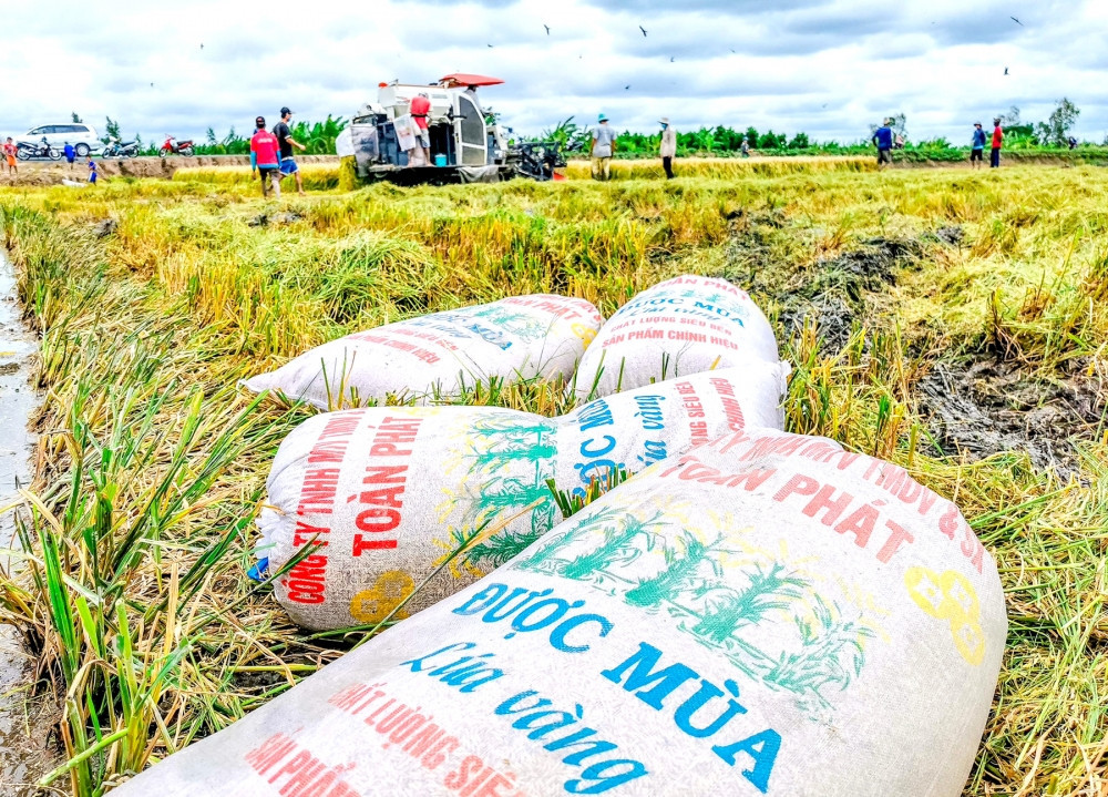 rice export.jpg