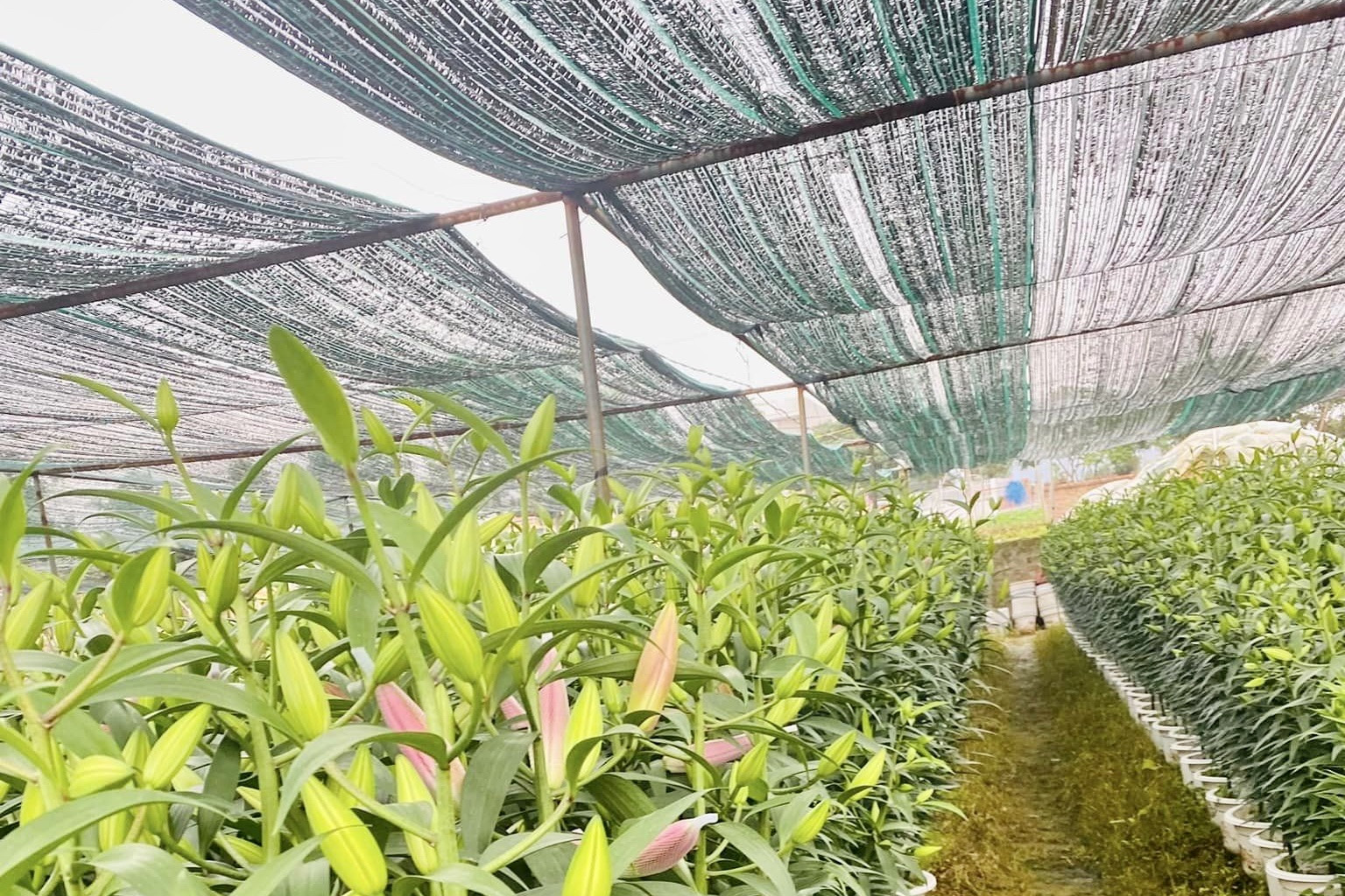 Tìm giải pháp hạn chế phát sinh chất thải nhựa trong nông nghiệp