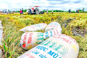 VN rice exporters compete with strong rivals in Southeast Asian markets