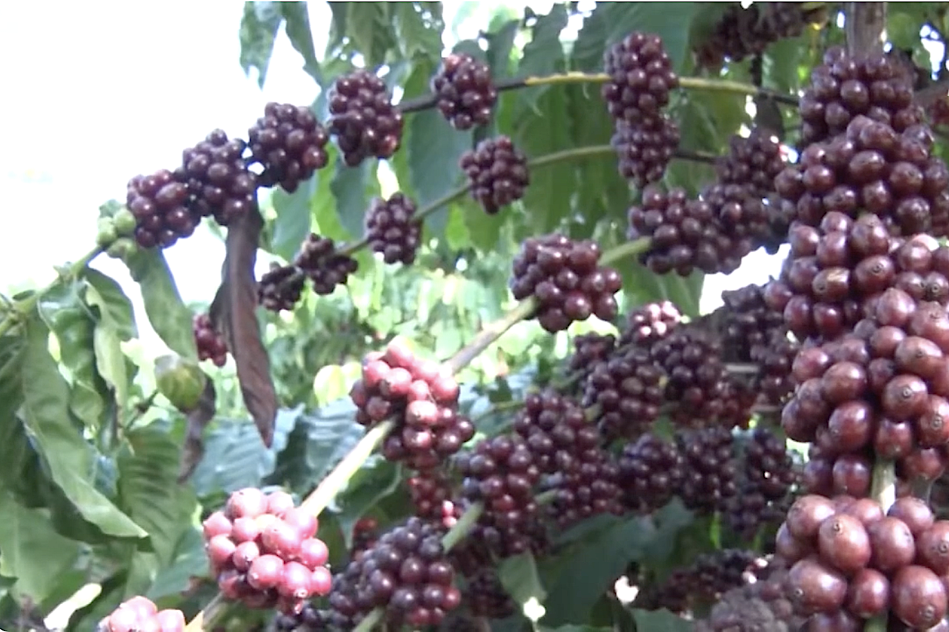 Phát triển thương hiệu “Cà phê Đăk Hà” vươn tầm quốc tế