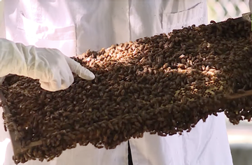 Hưởng lợi từ những đàn ong nuôi ở rừng keo huyện miền núi Minh Long (Quảng Ngãi)