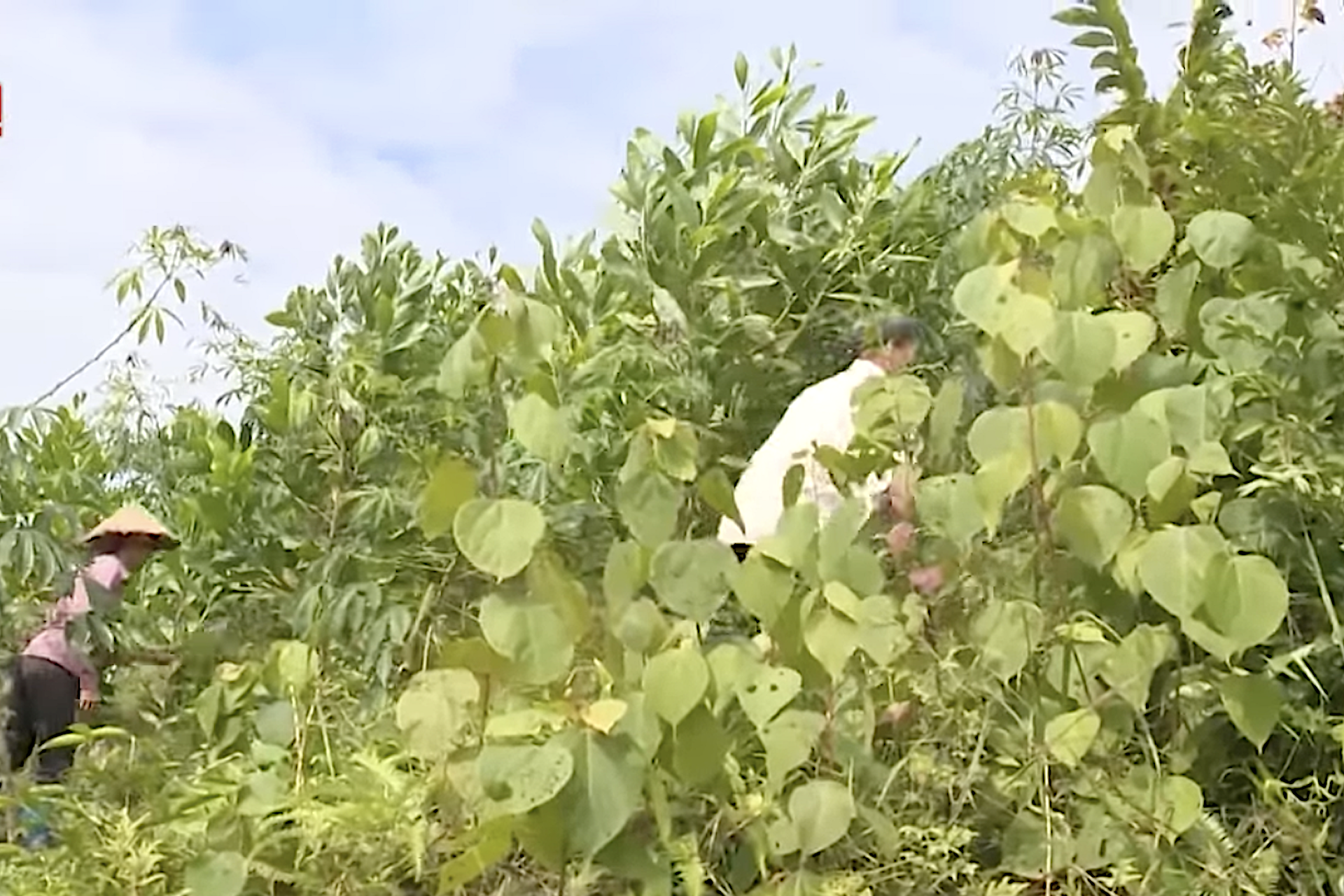 Bắc Kạn đẩy mạnh công nghiệp hóa, hiện đại hóa trong phát triển kinh tế rừng