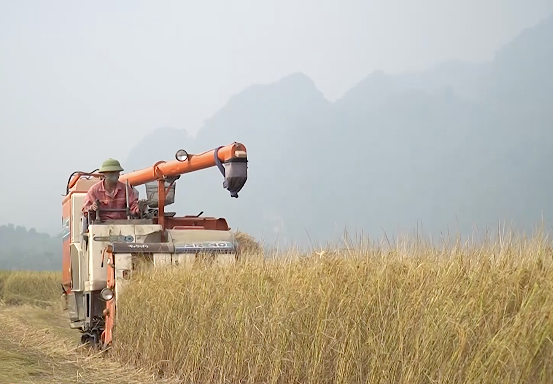 Nâng tầm chất lượng gạo đặc trưng của huyện Chợ Đồn (Bắc Kạn)