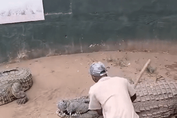 Du khách hoảng hồn chứng kiến cá sấu khổng lồ quật ngã, cắn nhân viên vườn thú