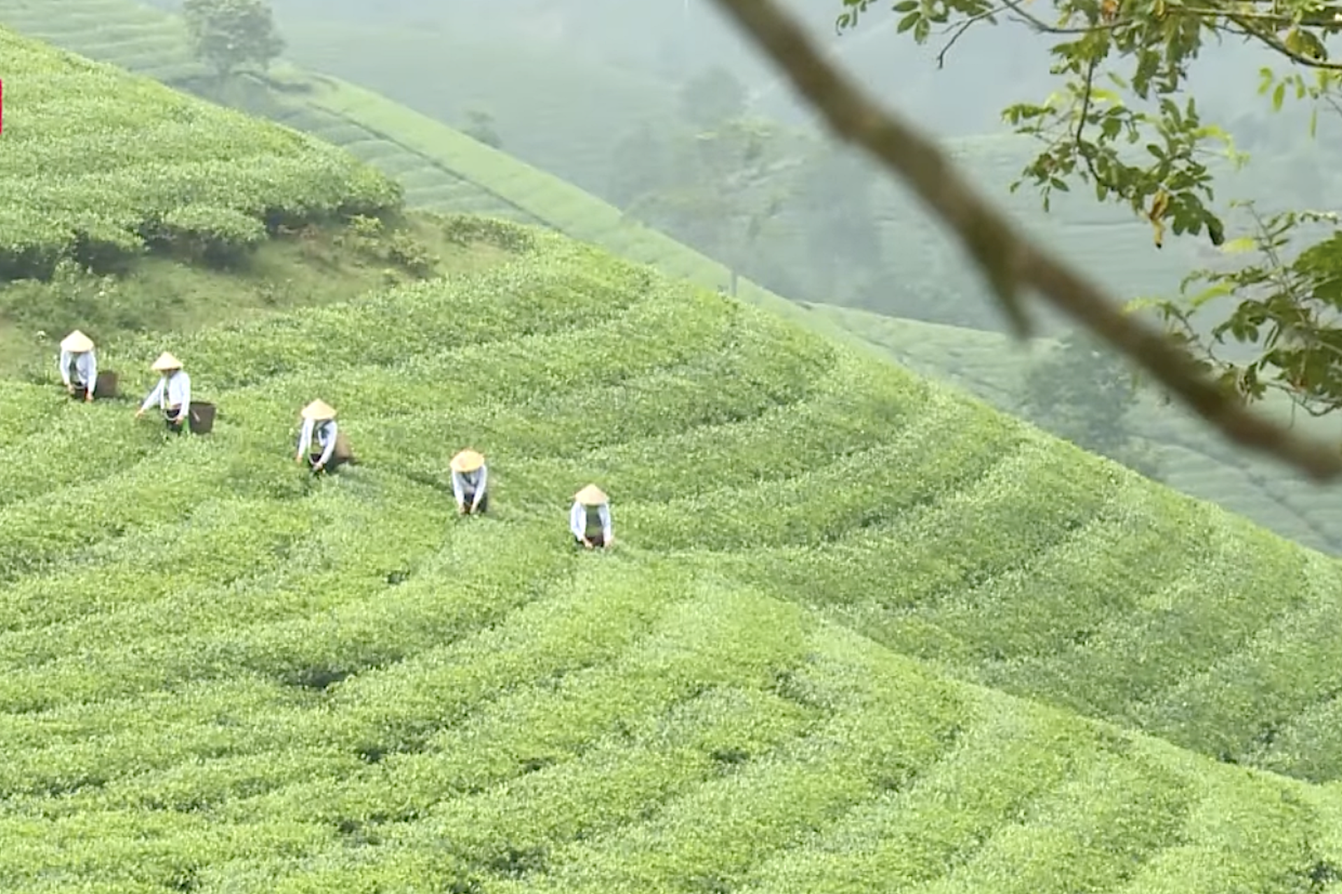 Phú Thọ Tạo lợi thế cạnh tranh cao hơn nữa cho sản phẩm chè của đồng bào Mường