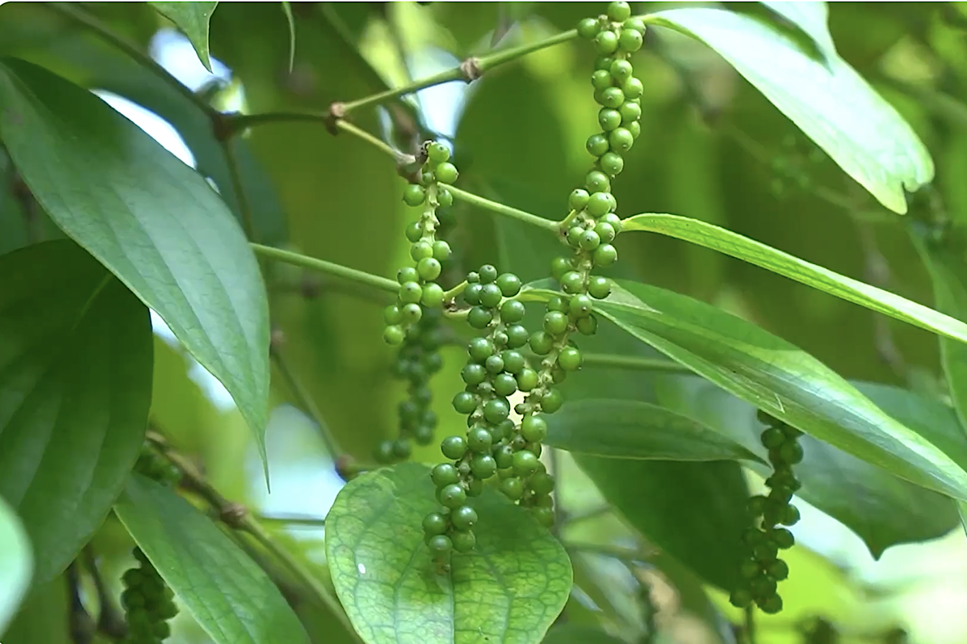 Quảng Trị gắn sao cho sản phẩm hồ tiêu