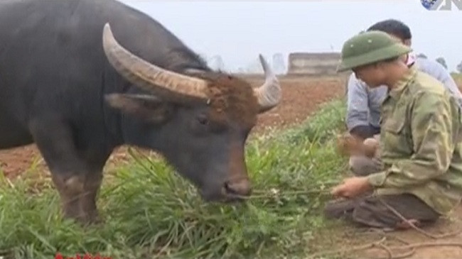 Chuyện ly kỳ về con trâu có trái tim