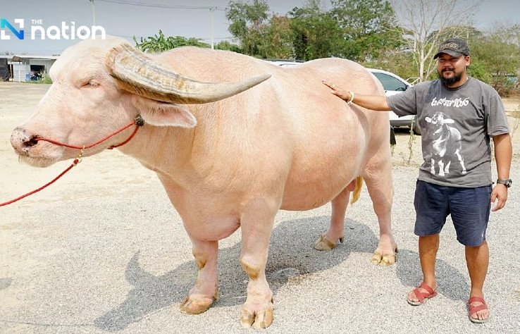 Sở hữu 'viên ngọc quý', anh nông dân nhanh chóng đổi đời, tậu nhà, tậu xe