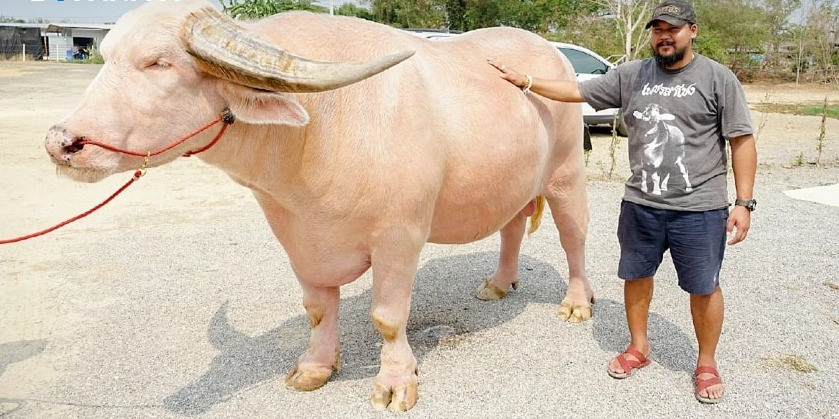 trauthailan.jpg