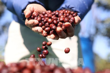 Buon Ma Thuot can establish itself as a recognized global coffee hub.