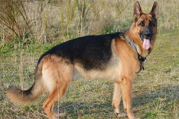 Chó mắc bệnh dại cắn liên tiếp 14 người ở Quảng Ninh