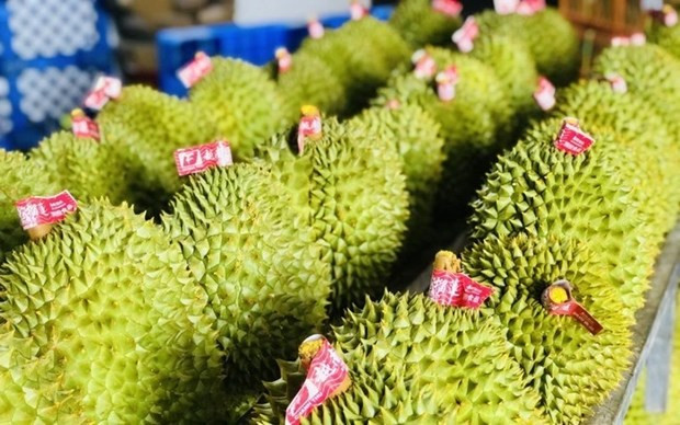 Durian emerging as 'golden fruit' among Vietnam's exports hinh anh 1
