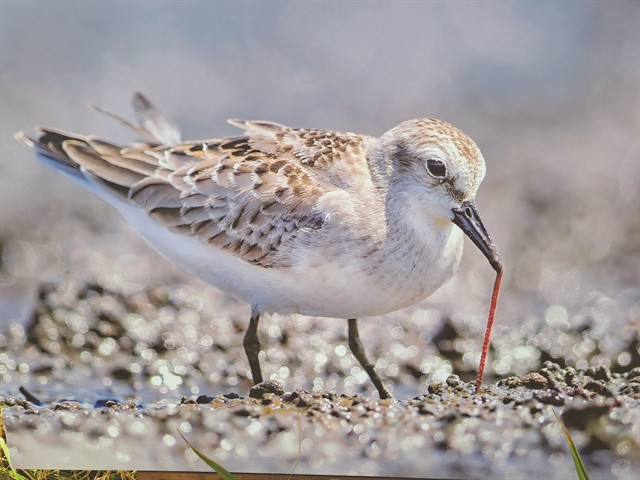 Freelance photographers help birds take flight