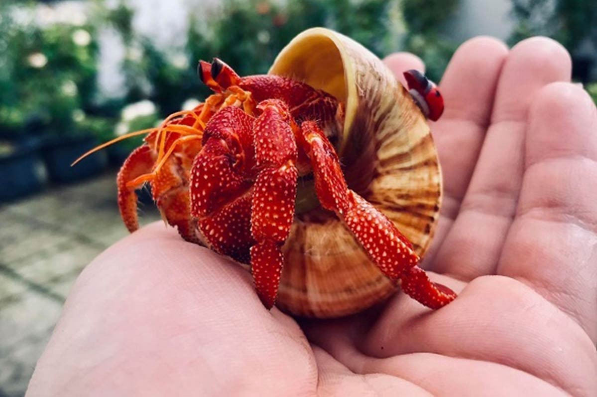 More young people earn money raising hermit crabs