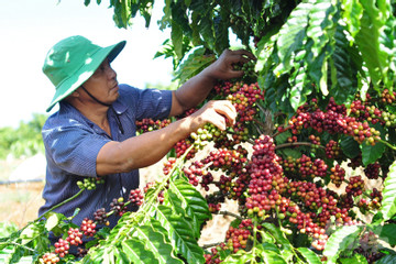 Xuất khẩu cà phê bất ngờ vượt thuỷ sản, thu về 1,38 tỷ USD chỉ sau 2 tháng