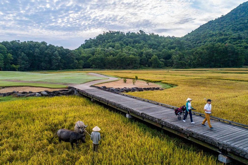 $375 mln fund to boost high-quality, low-carbon rice production in VN