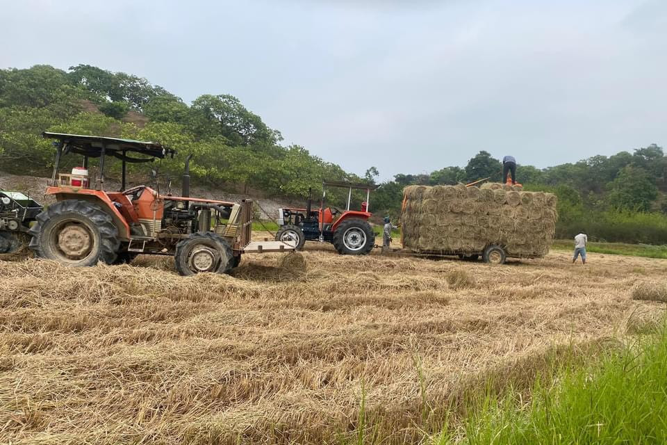 Tìm giải pháp giảm ô nhiễm không khí do đốt rơm rạ