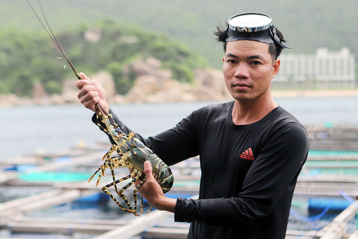 Trung Quốc ồ ạt gom mua tôm hùm Việt, xuất khẩu tăng gấp 19 lần