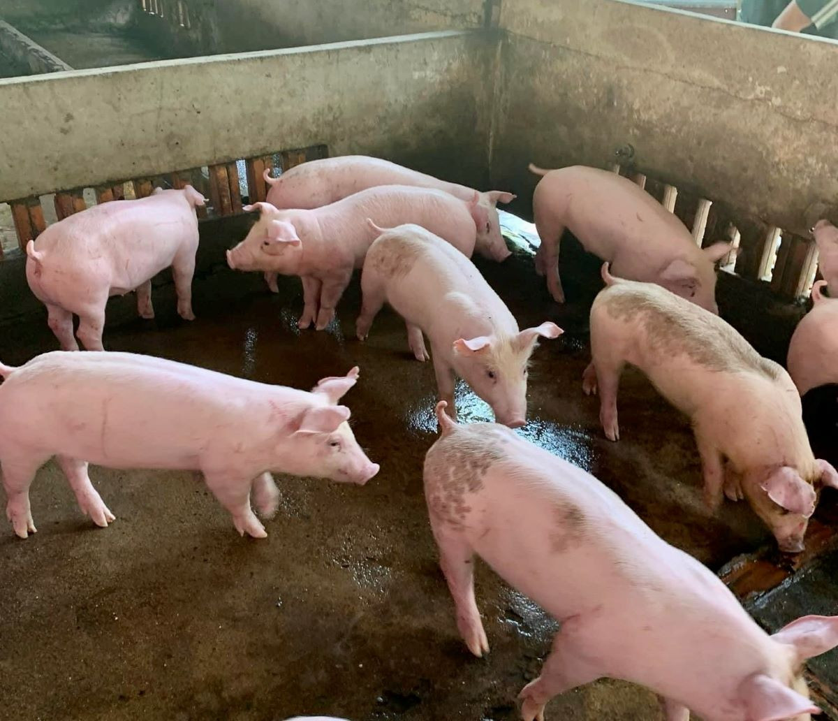 29 lam dong chat thai chan nuoi.jpg