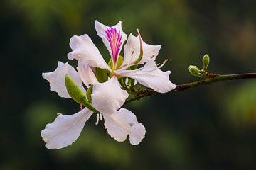 CHUYỆN TÌNH HOA BAN TRẮNG