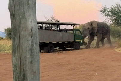 Đứng tim cảnh voi hoang dã nổi điên nhấc bổng chiếc xe chở khách du lịch
