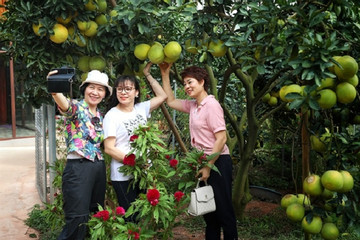 Fruit farm tours highlight Bac Giang tourism