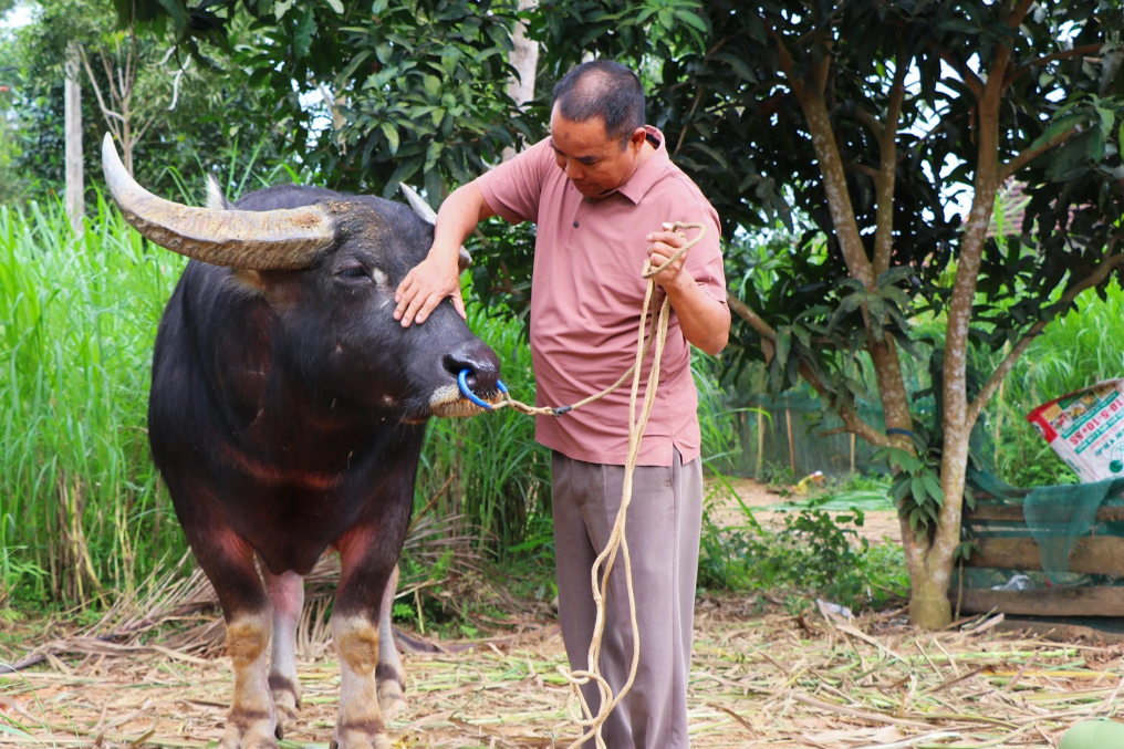 Lão nông tiết lộ bí quyết luyện trâu chọi, bán qua tay lãi chục triệu đồng