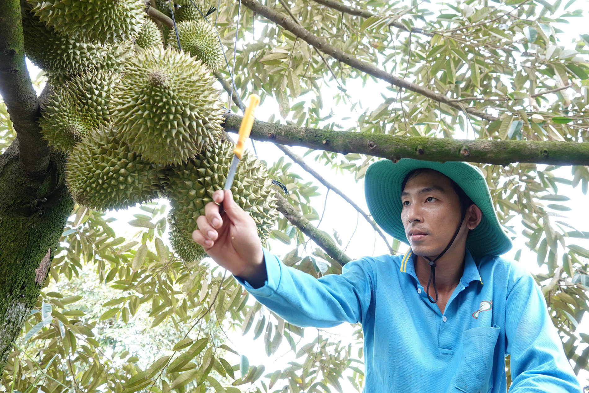 sau rieng 00.jpg