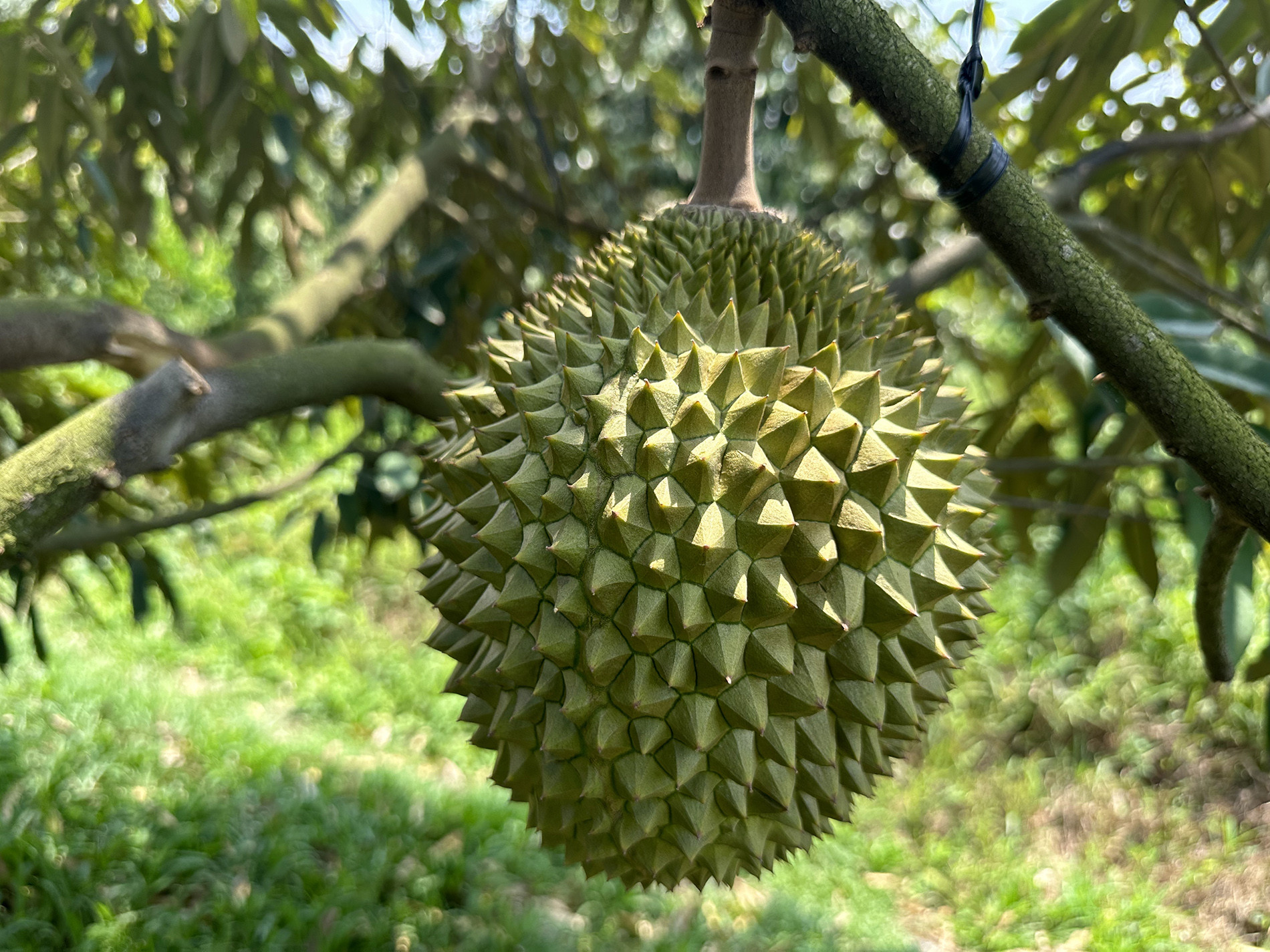 sau rieng 10.jpg