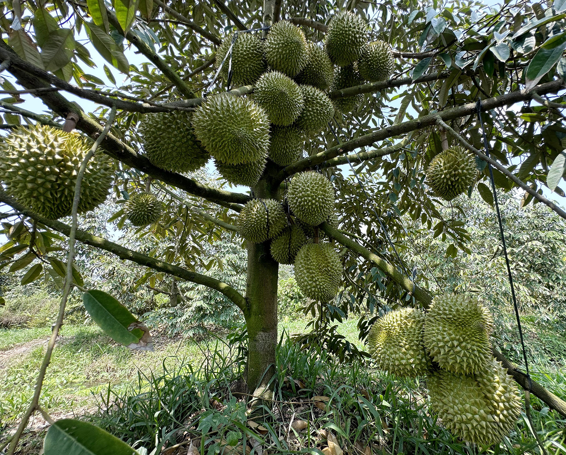 sau rieng 11.jpg