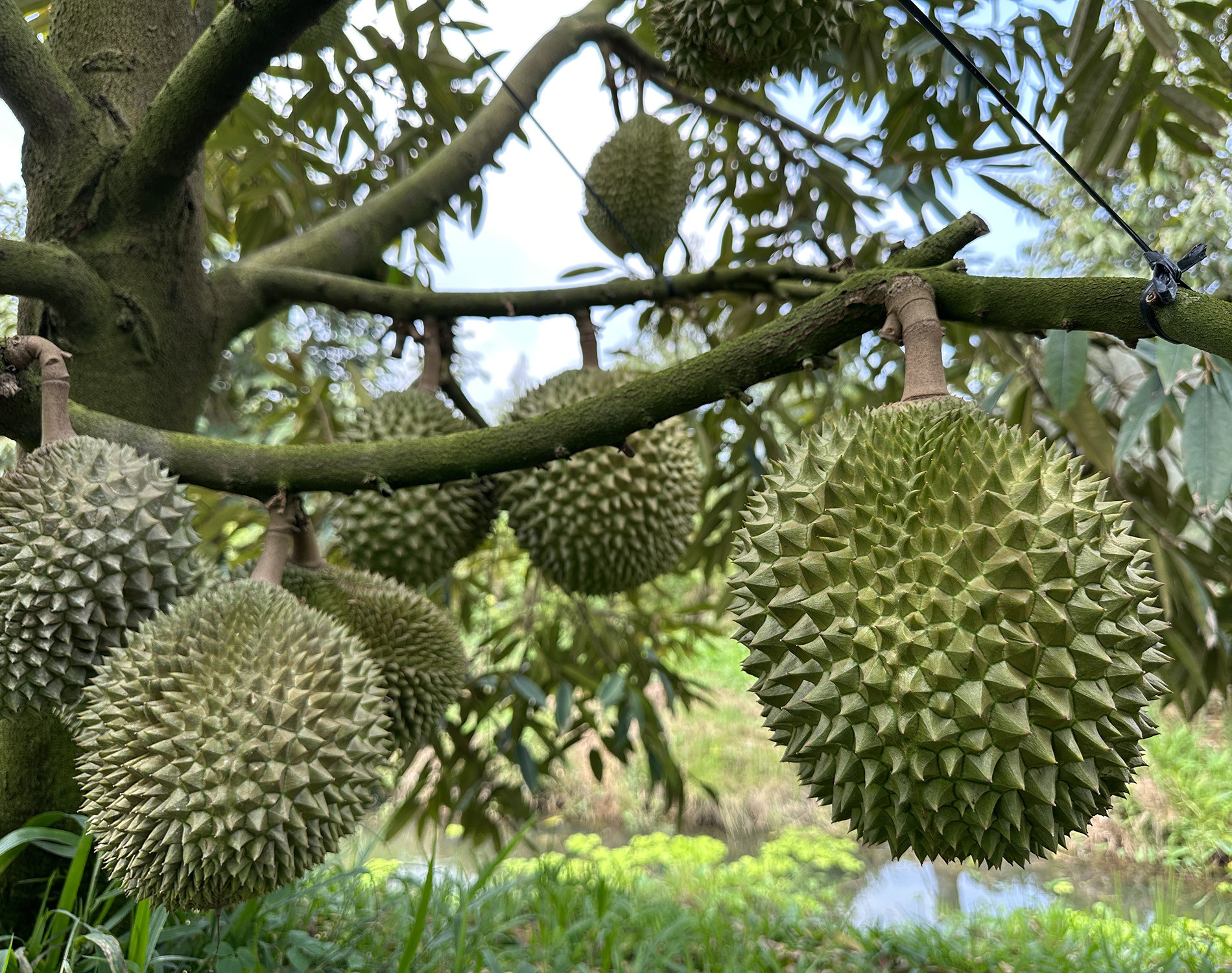 sau rieng 5.jpg
