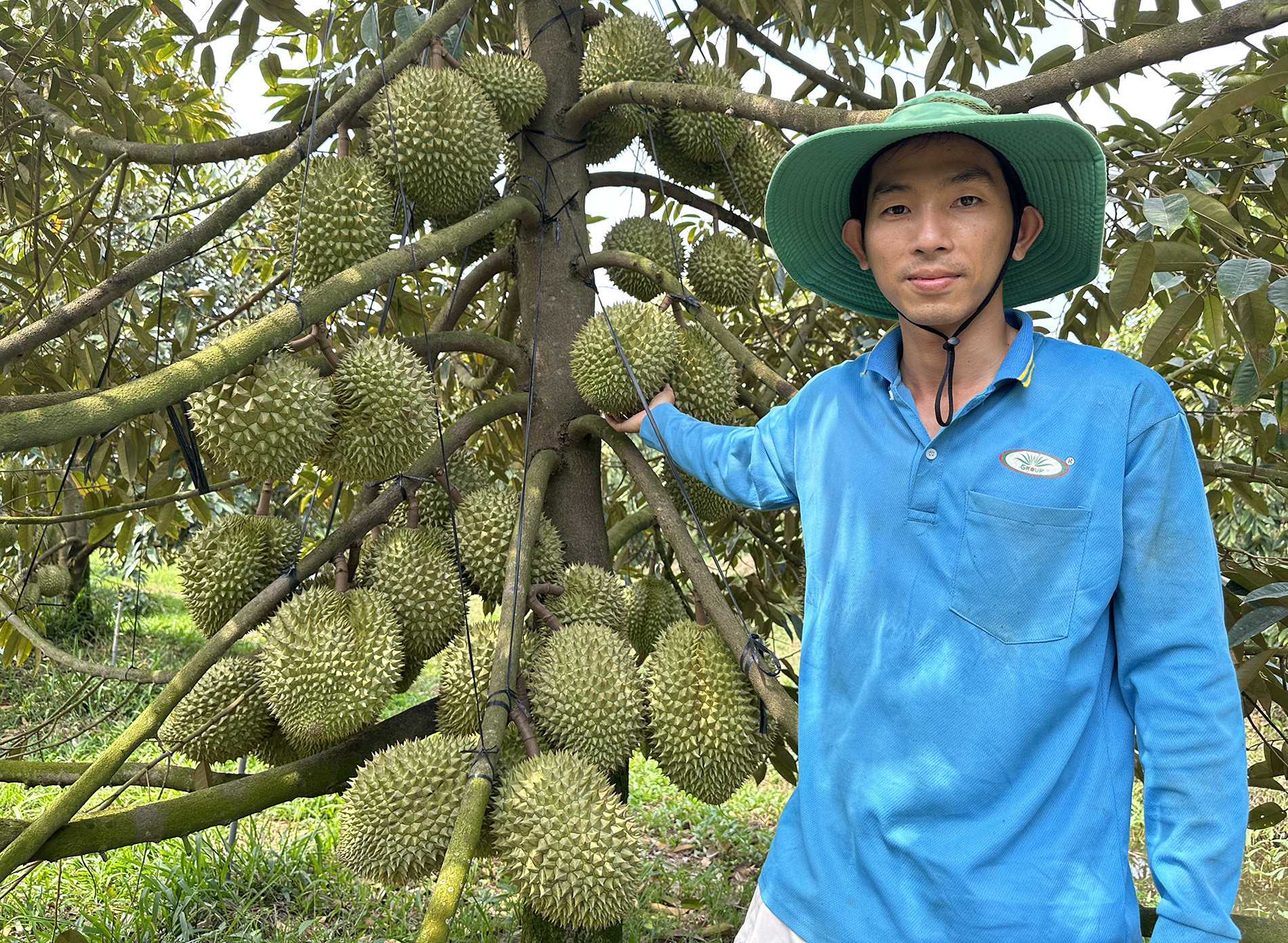 sau rieng 7.jpg