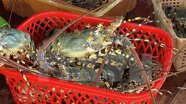 Lobster exports soar 18-fold in two months hinh anh 1