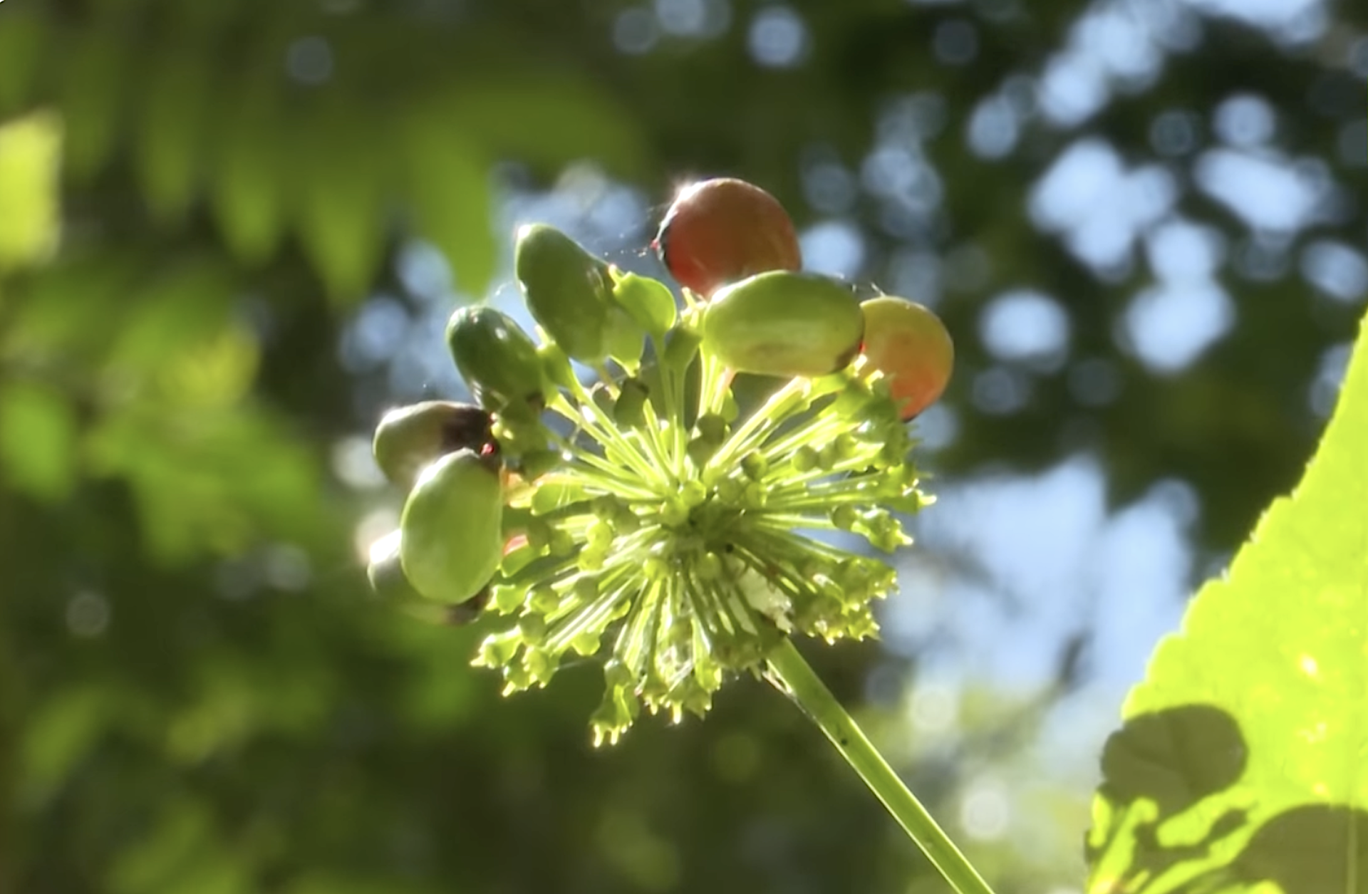 Bước đầu hình thành hệ thống chuỗi giá trị phát triển dược liệu quý vùng DTTS và MN