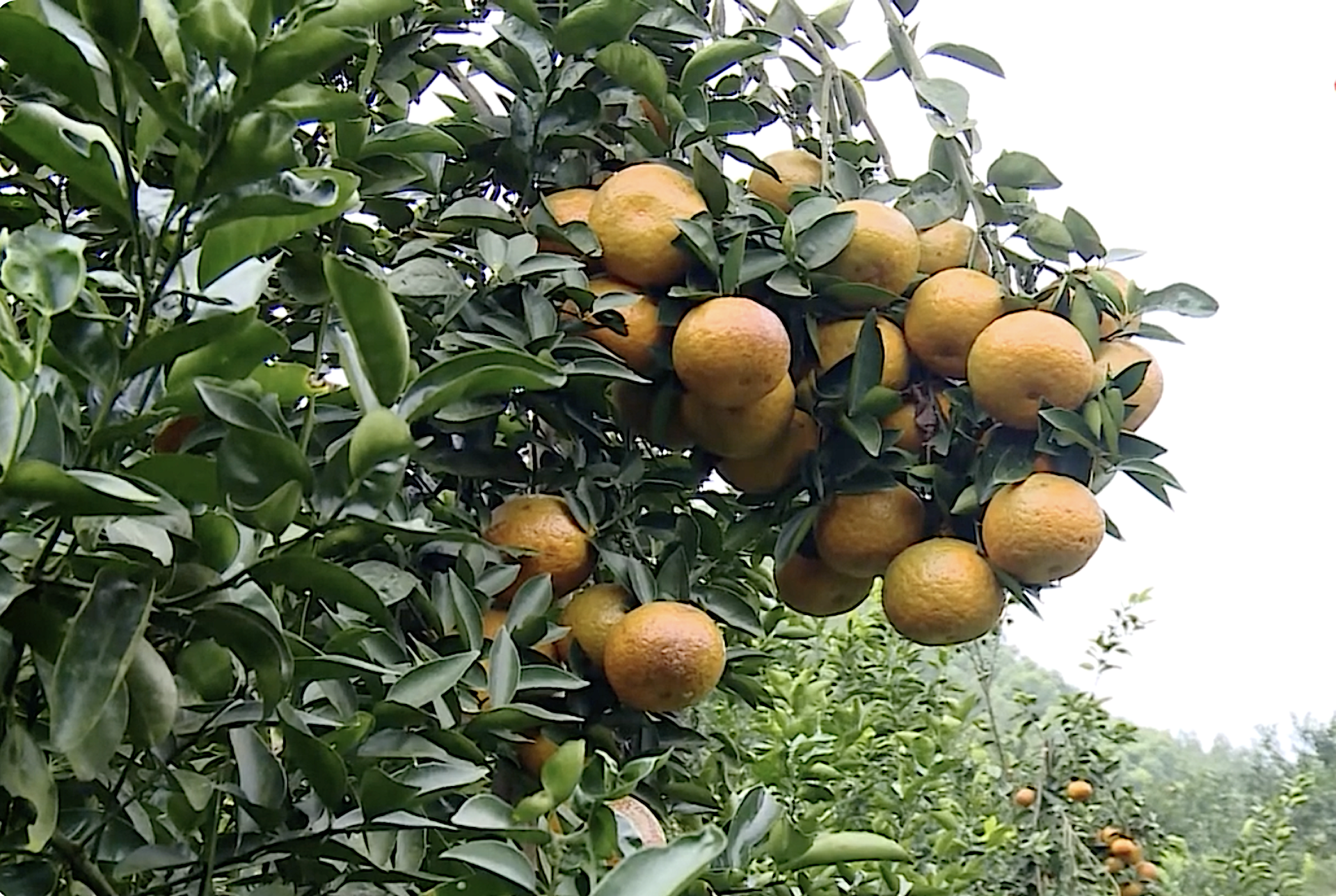 Đồng bào dân tộc thiểu số đón nhận