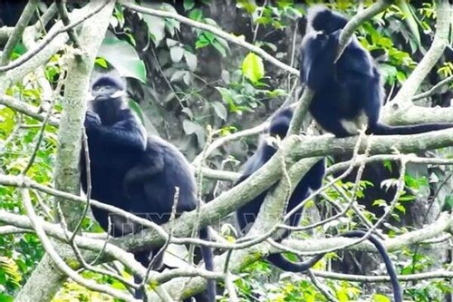 Hatinh langur spotted in Quang Tri