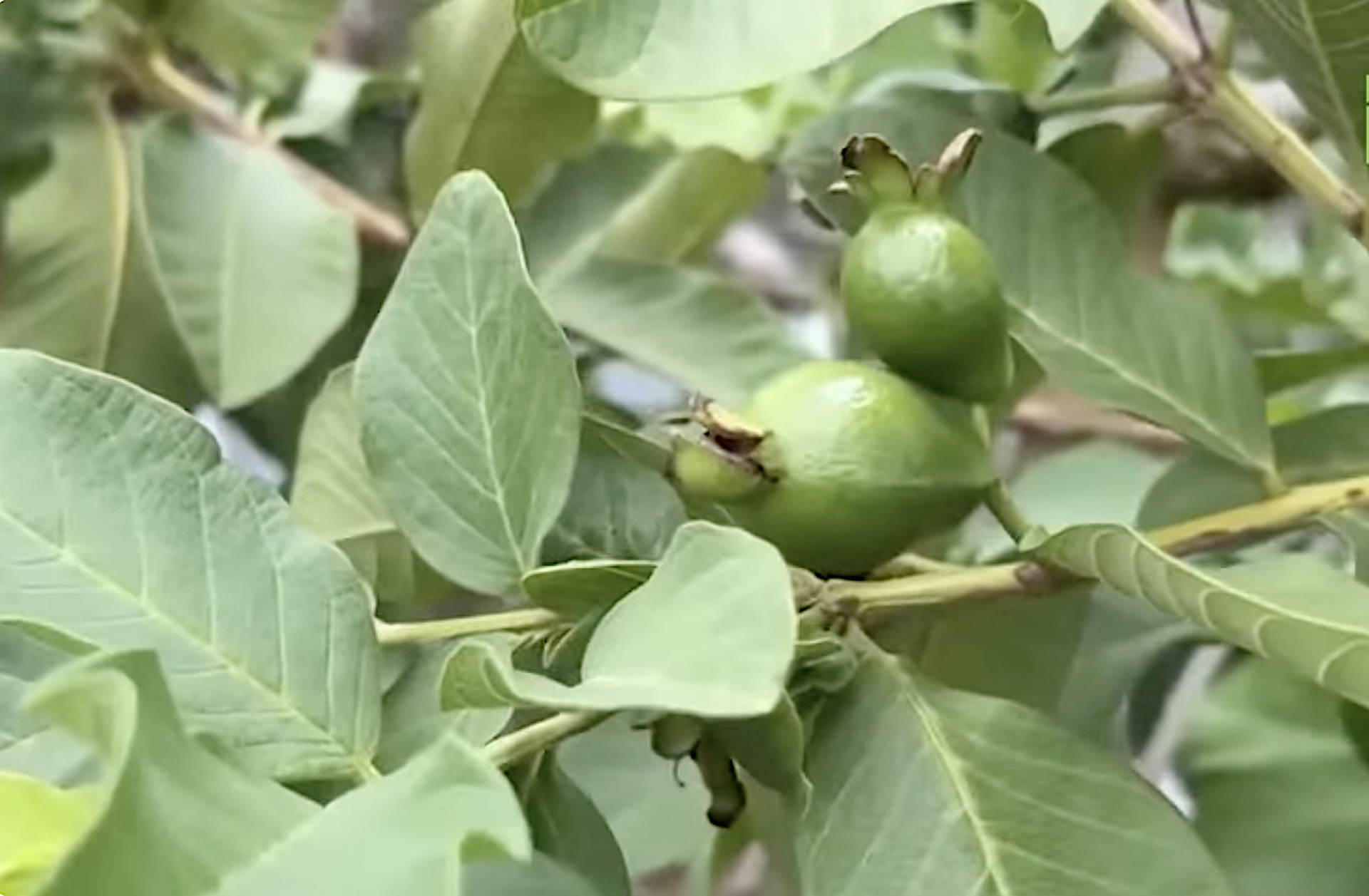 Hướng đi mới trong chuyển đổi cơ cấu cây trồng ở vùng núi Hà Tĩnh