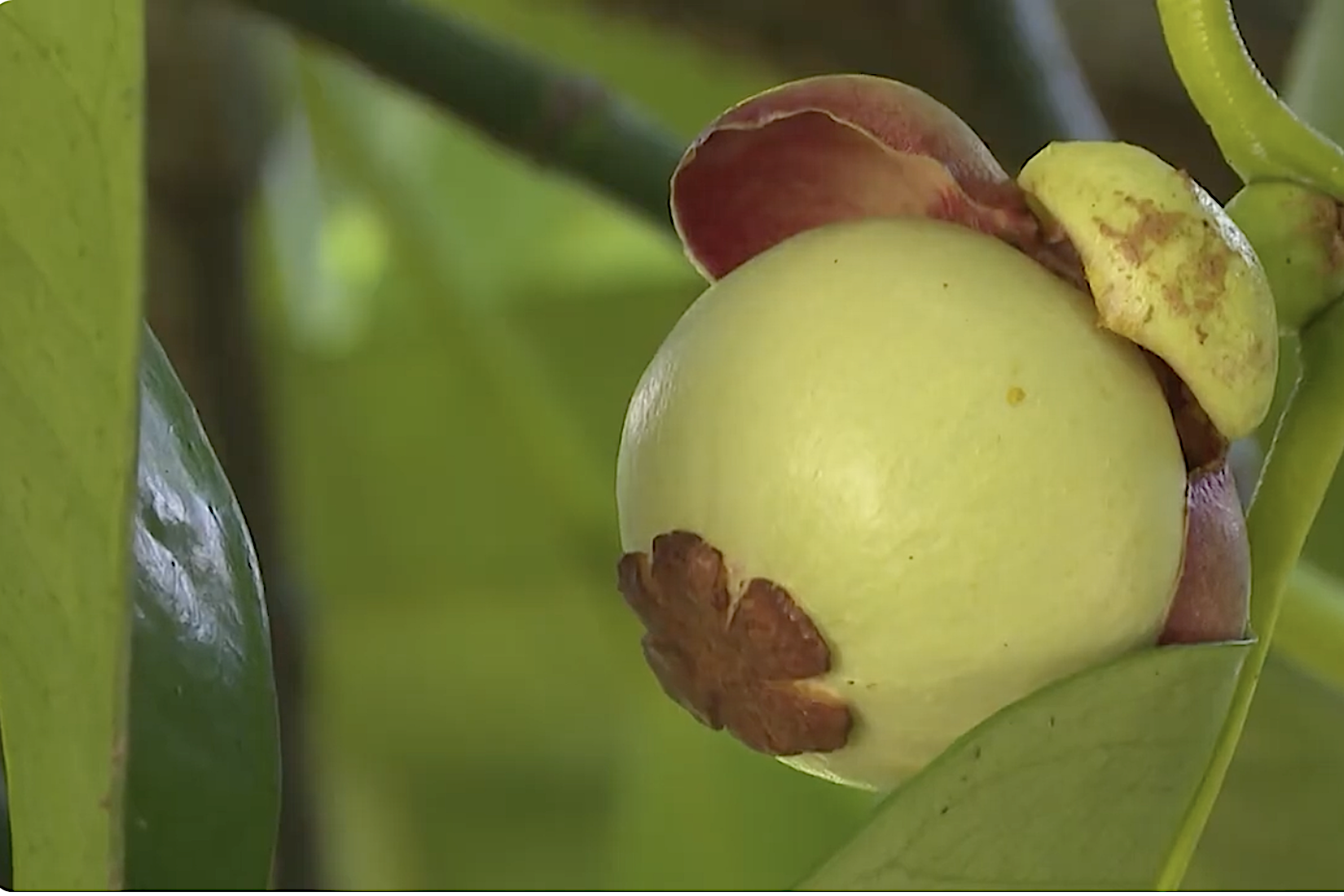 Các địa phương vùng núi, huyện Tiên Phước trồng cây măng cụt xuất khẩu